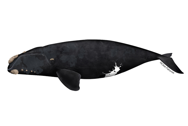 Species Illustration