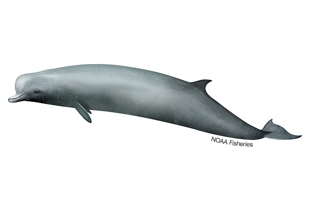 Species Illustration