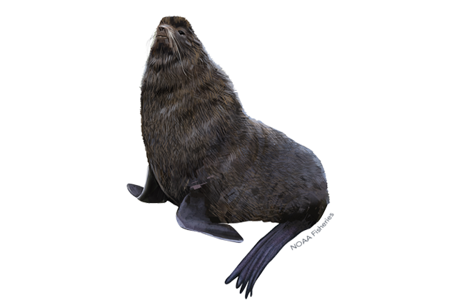 Species Illustration