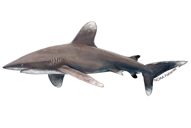 Species Illustration