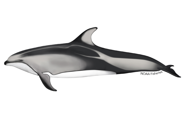Species Illustration