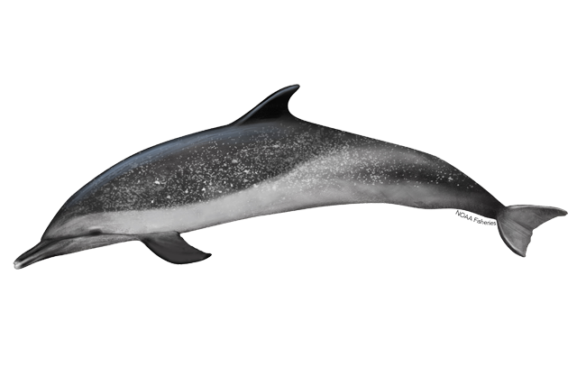 Species Illustration