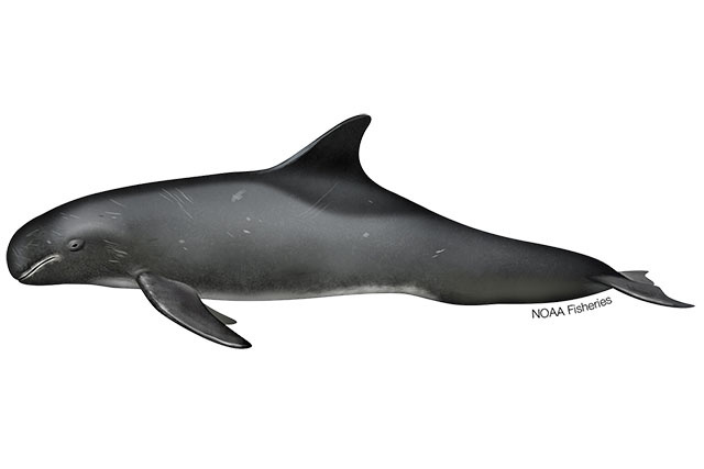 Species Illustration