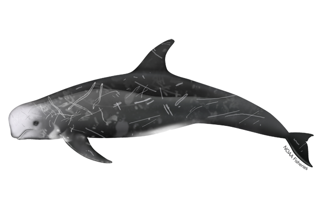 Species Illustration