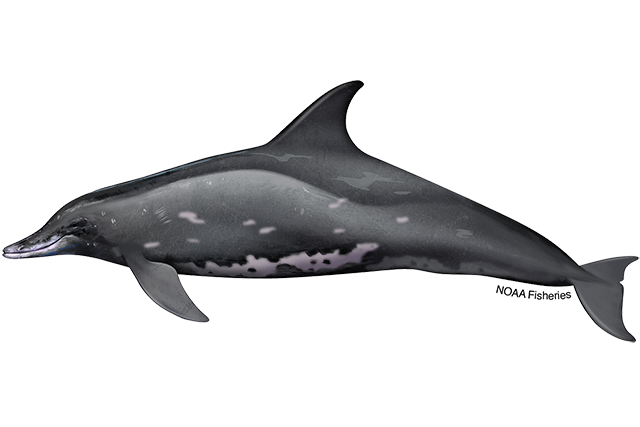 Species Illustration