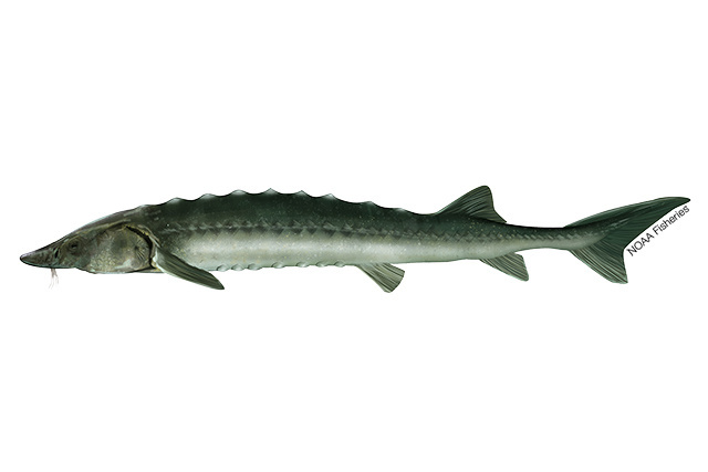Species Illustration