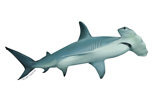 Species Illustration