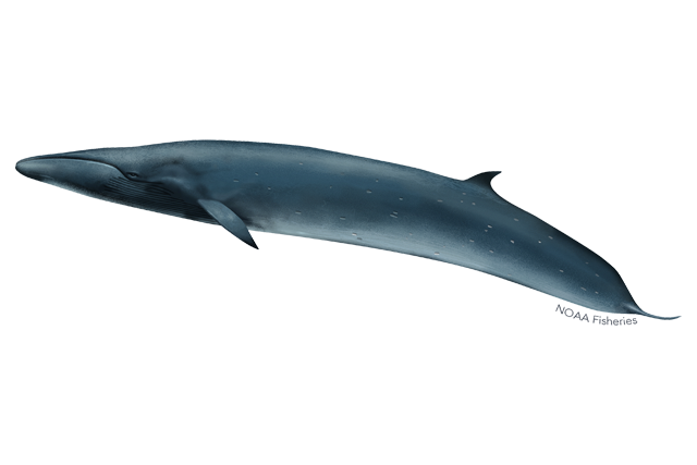 Species Illustration