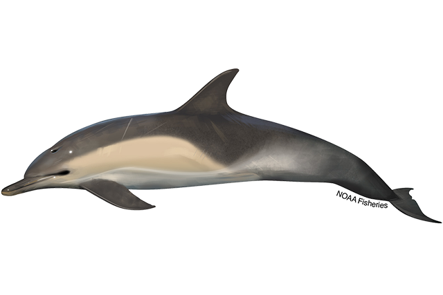 Species Illustration
