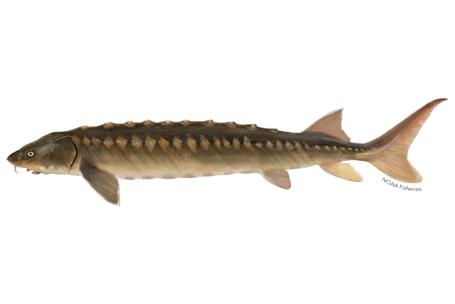 Species Illustration