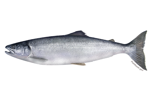 Species Illustration