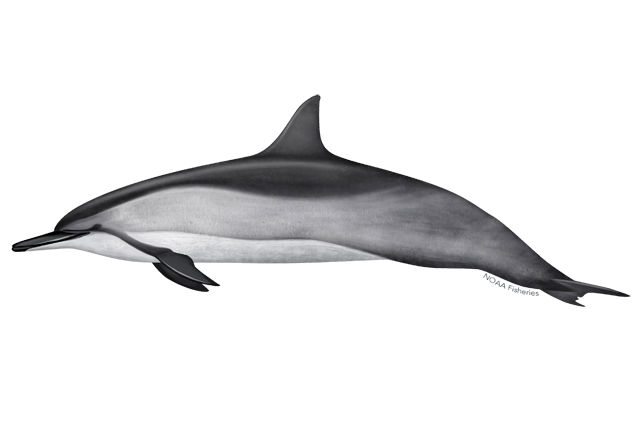 Species Illustration