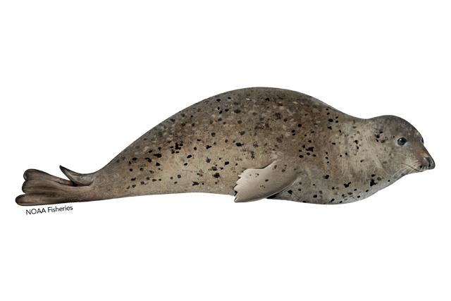 Species Illustration