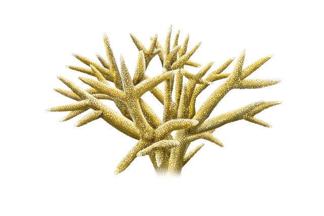 Species Illustration