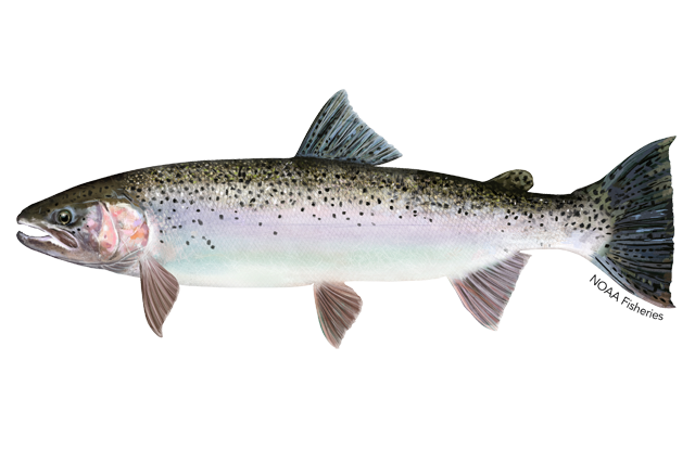 Species Illustration