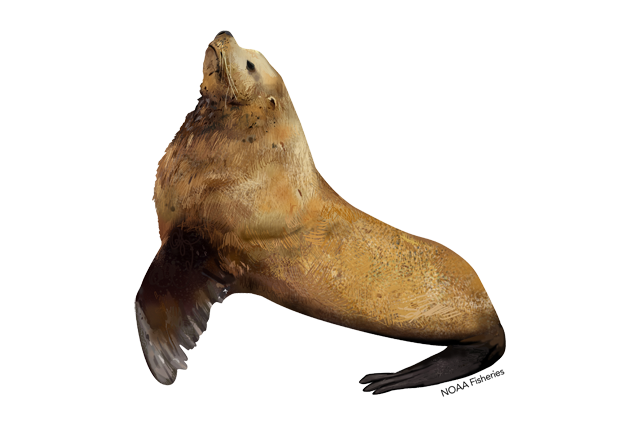 Species Illustration