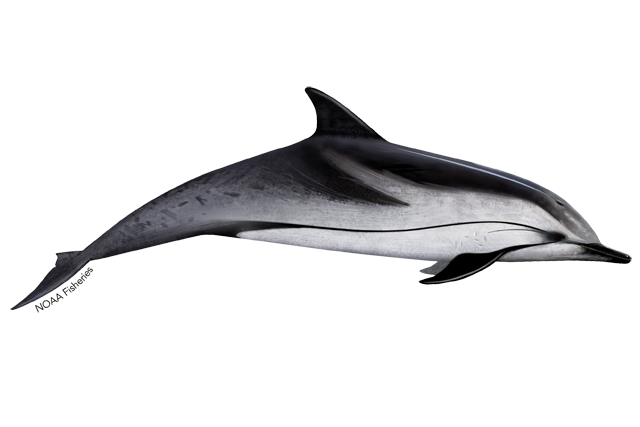 Species Illustration