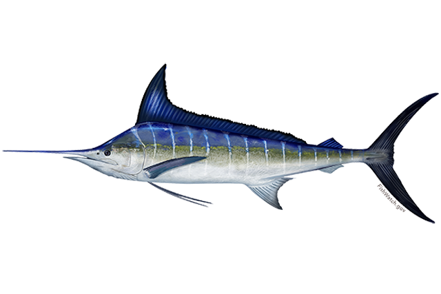 Species Illustration