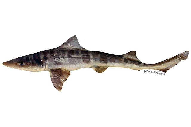 Species Illustration