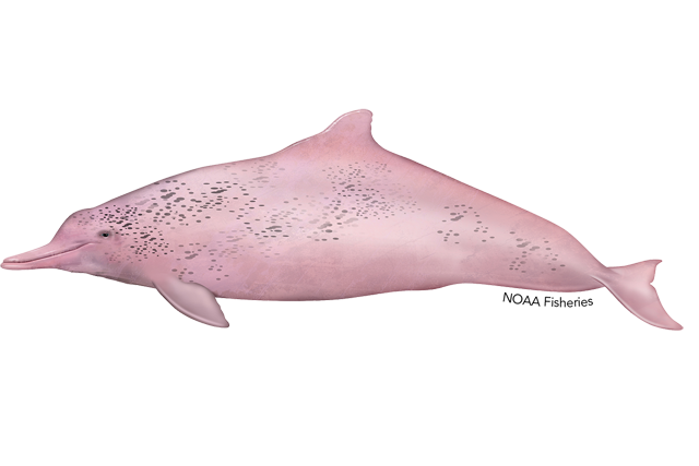 Species Illustration