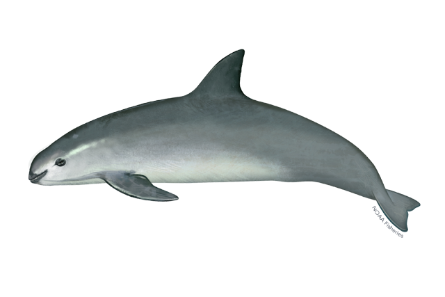 Species Illustration