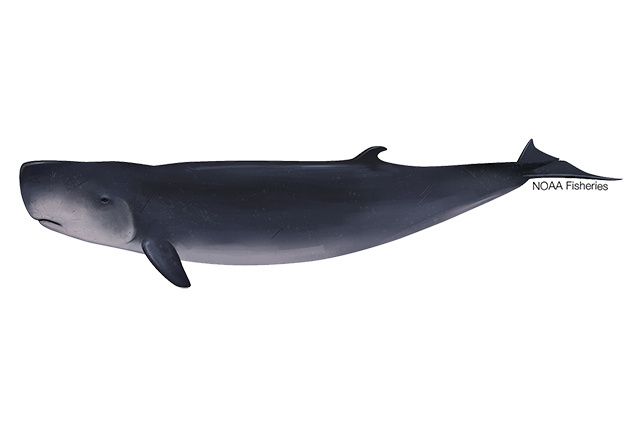 Species Illustration