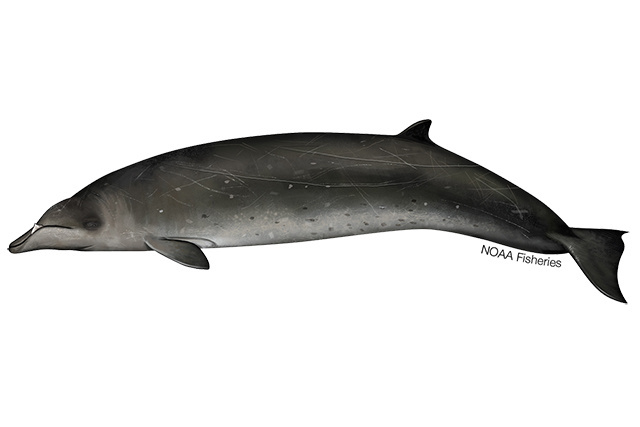 Species Illustration