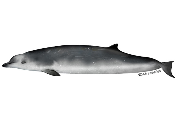 Species Illustration