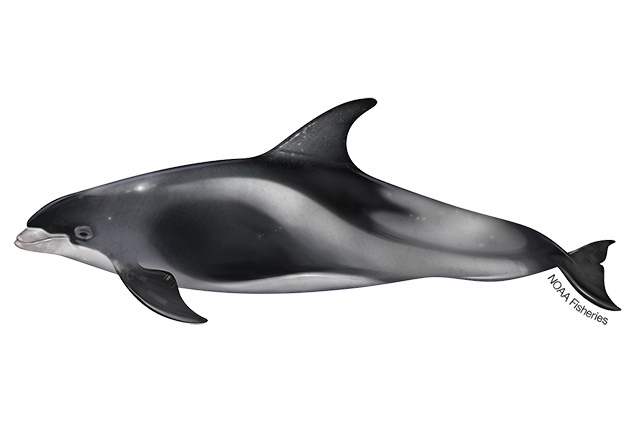 Species Illustration