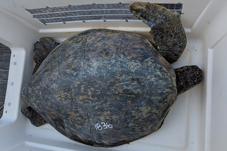 750x500-hawaiian-green-sea-turtle-1036-NOAA-PIRO.jpg