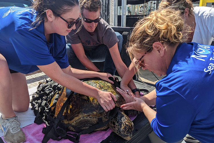 NOAA staff moving green sea turtle back to the wild.