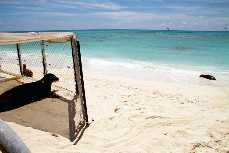 Monk seal in a shorline pen in the beach sand.