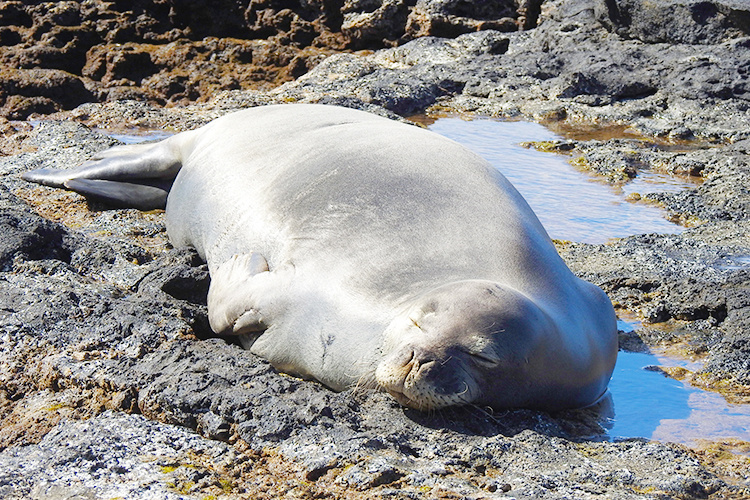 Hawaiian monk seal resting.