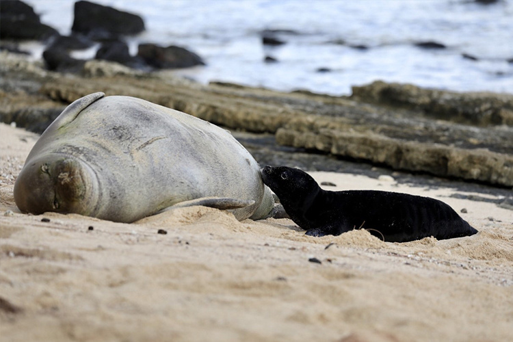 Hawaiian monk seal mom and pup.