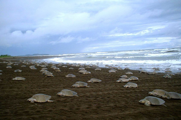 Olive ridley sea turtles nesting en masse during an "arribada" in Costa Rica.