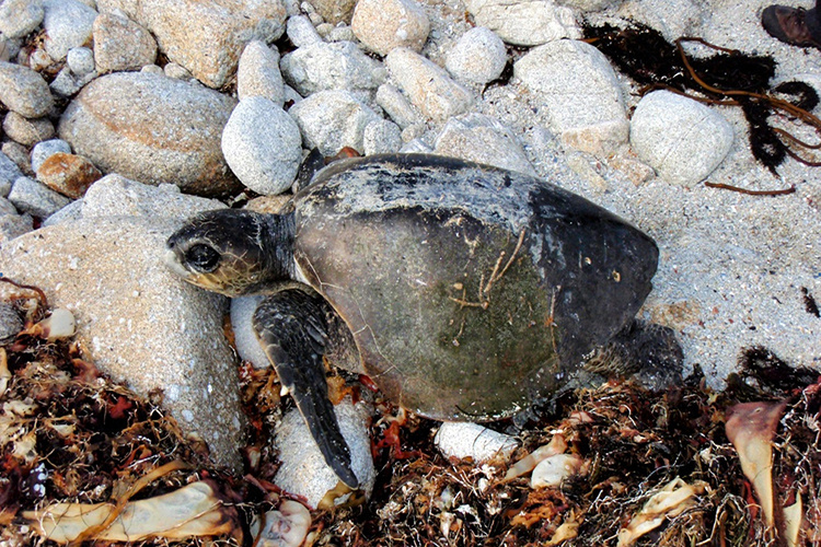 Stranded male olive ridley sea turtle found in 2011.