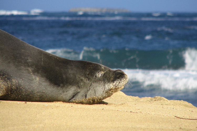 Monk seal, R5AY, rests on a beach.