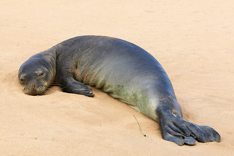 Monk seal RJ36 resting on the beach.