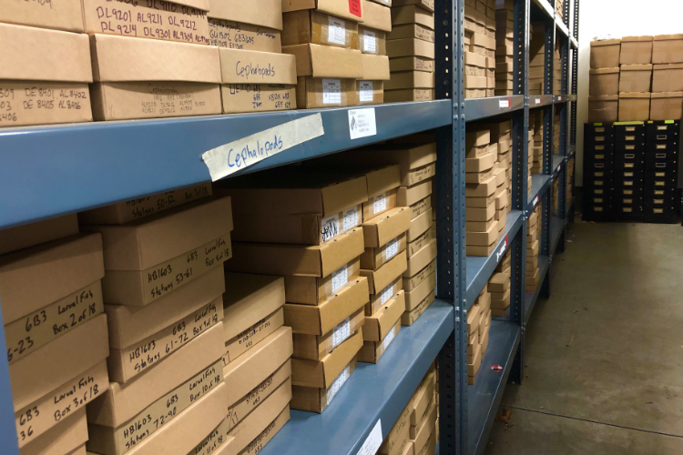 sorted samples in boxes on shelves in the nefsc plankton archive by katey marancik