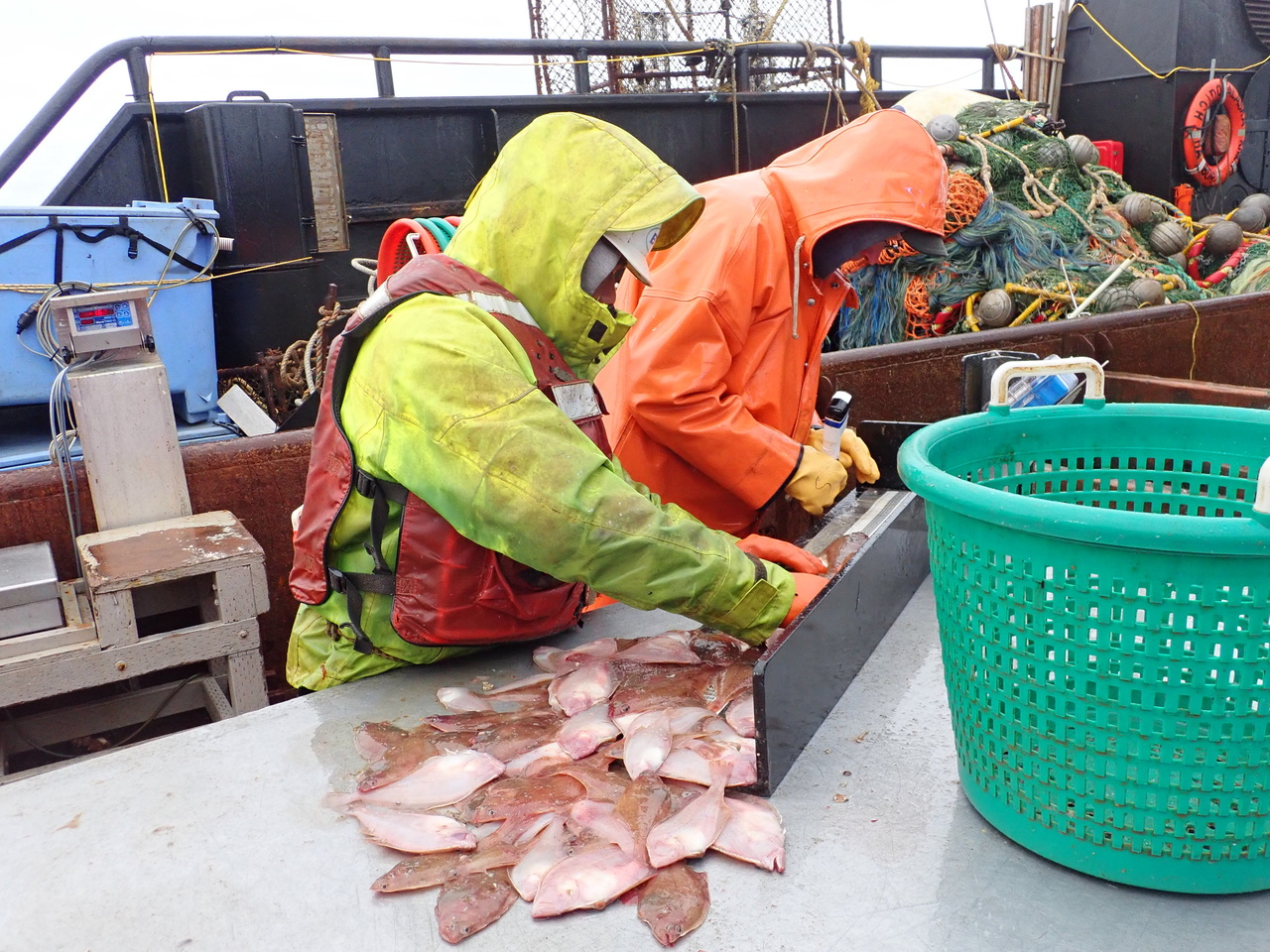 Adult-GF-Crab-Bottom-Dwelling-Species_Survey-SEBS_Continental-Shelf_3.JPG