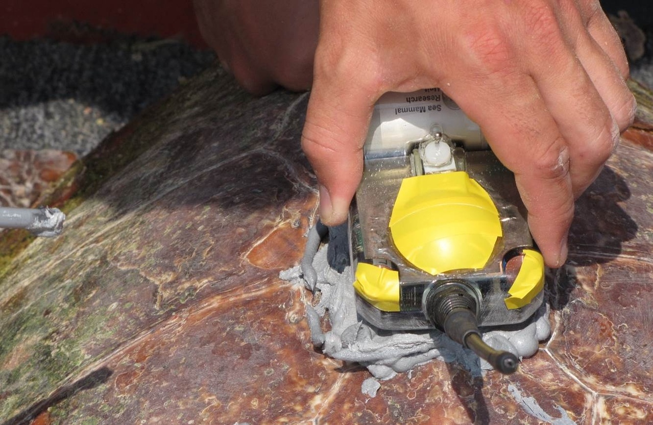 applying a satellite tag to loggerhead turtle