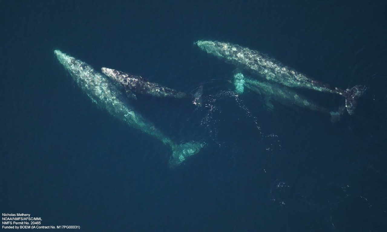 Two gray whale mom-calf pairs sighted approximately 20 km west of Wainwright, Alaska (event 481), ASAMM-Chukchi Flight 209, 17 July 2019.