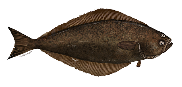Species Illustration
