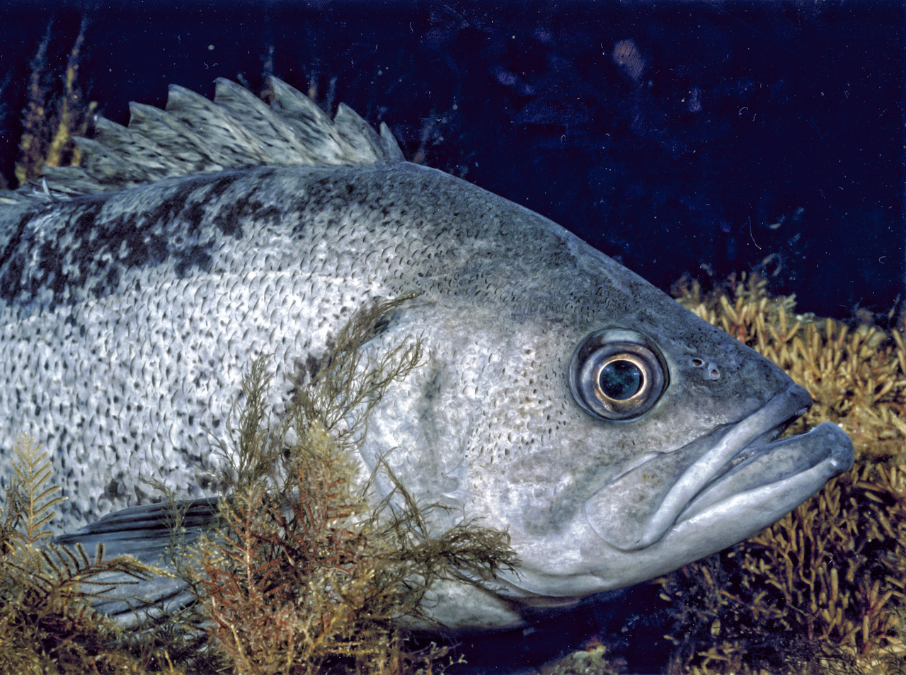 BlackRockfishretouched-RockFishResearch.jpg