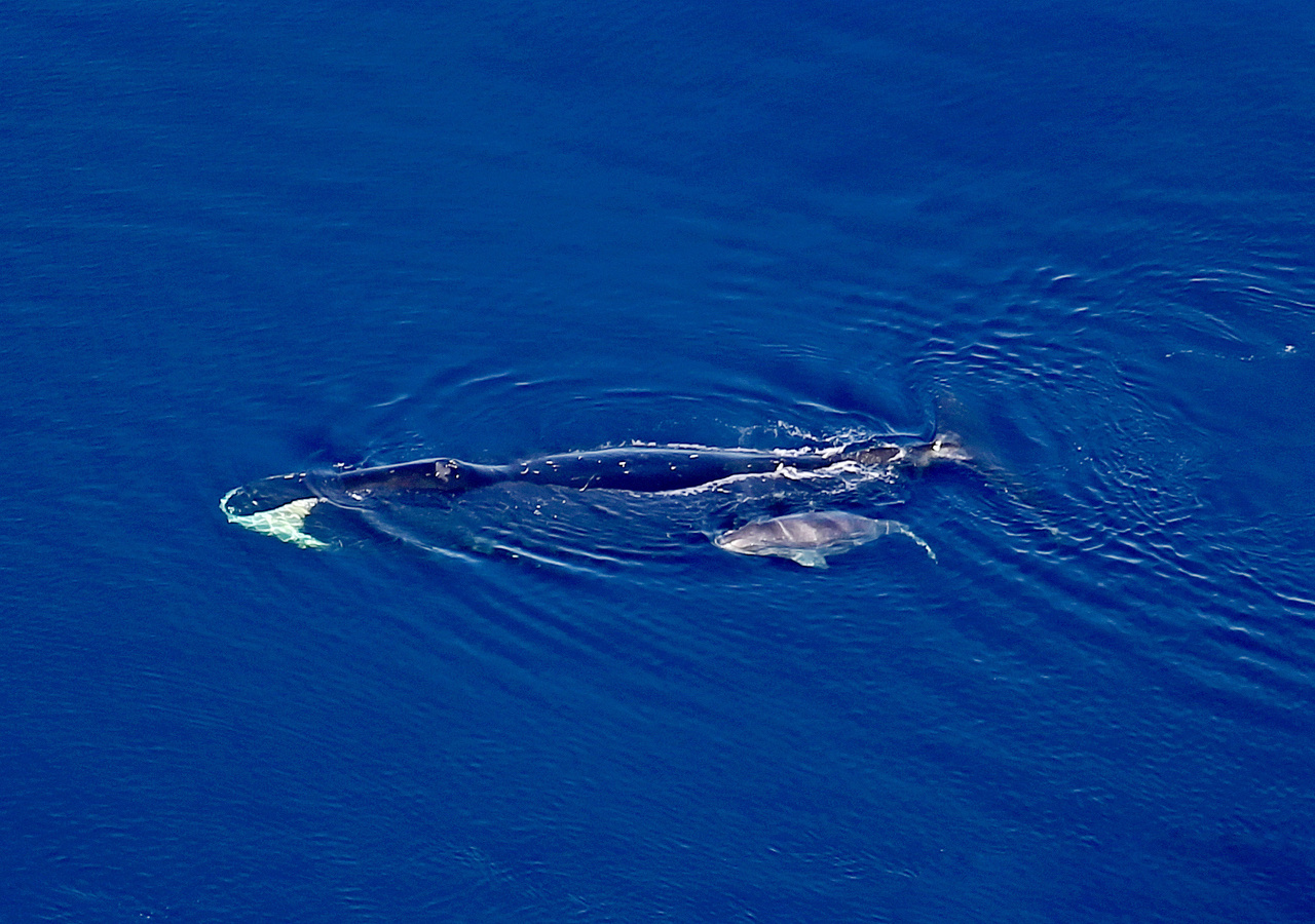 Aerial photo of bowhead whale cow and calf.