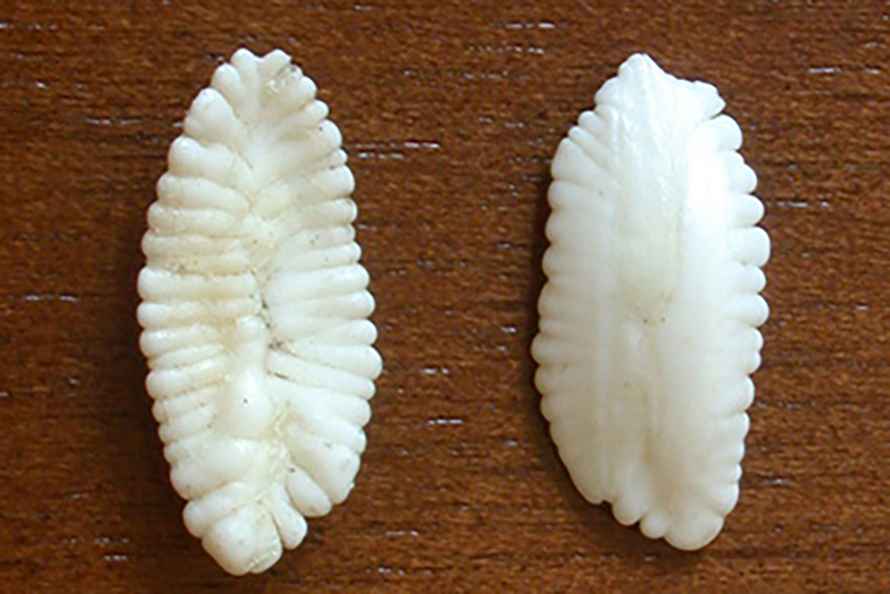 White, ridged cod earbones with fluted edges