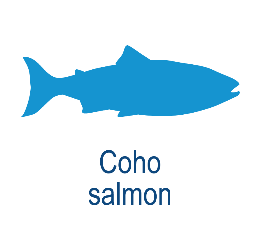 Species Illustration