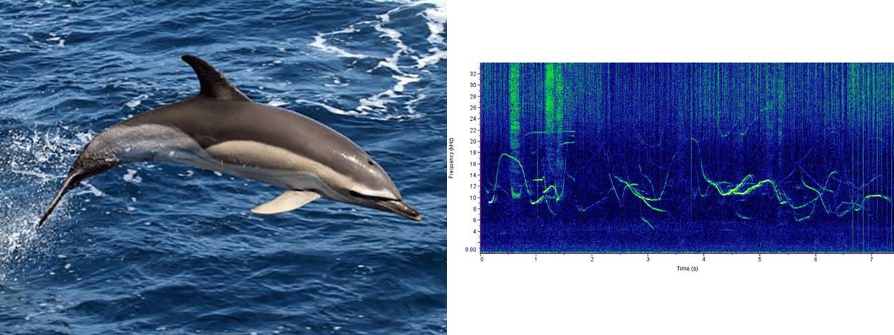 common dolphin photo and sound chart