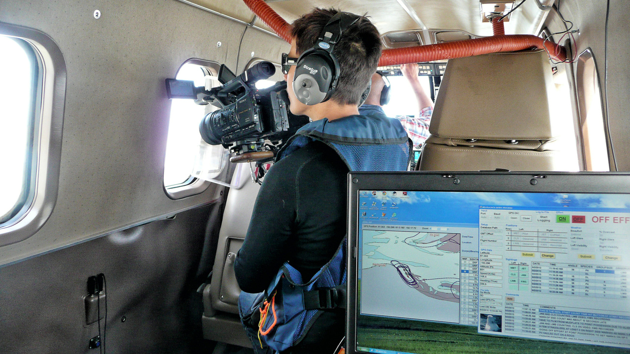 Cook Inlet Beluga Aerial Surveys-retouched2.jpg