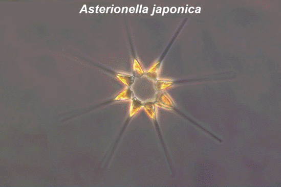 edab-phytoplankton-nefsc.gif